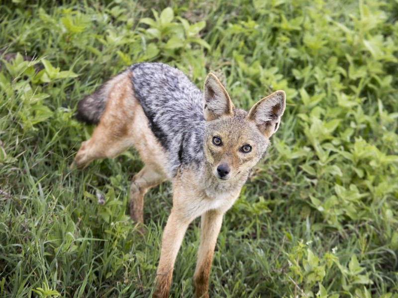 Black-backed jackal