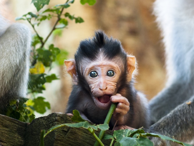 Indonesia - Bali - Monkey