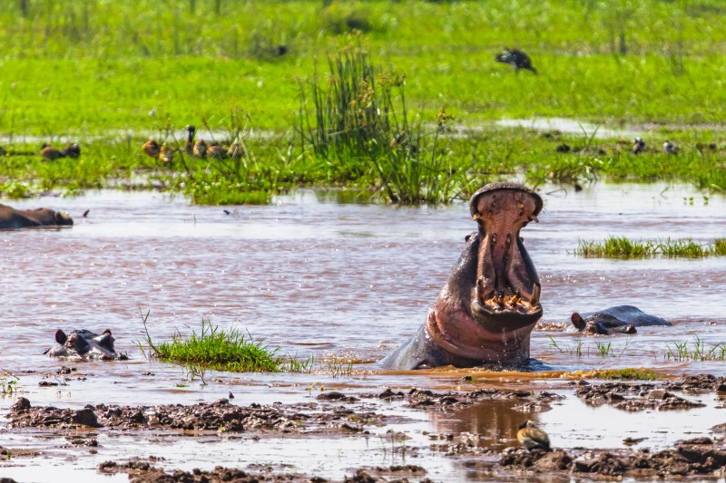 Lake Manyara National Park