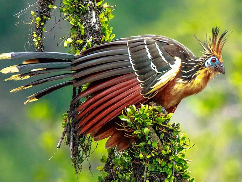 Hoatzin, national bird