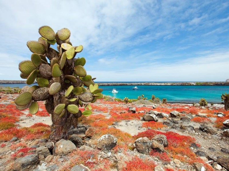 Red Sesuvium in South Plaza Island