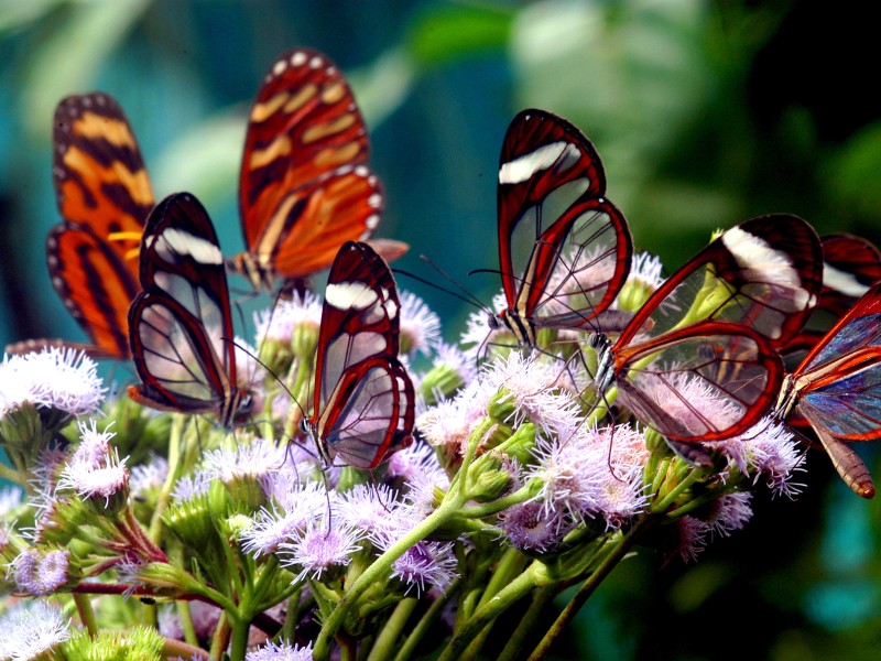 Aguila de Osa - Glasflügelfalter
