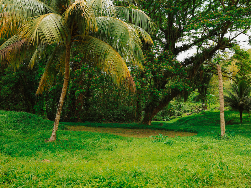 Tobago: Island Girl Tours