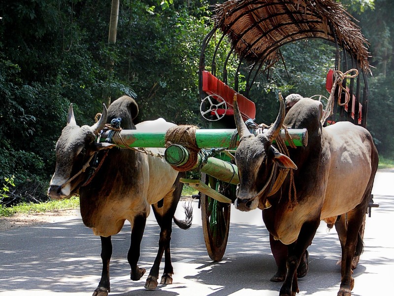Ox Cart