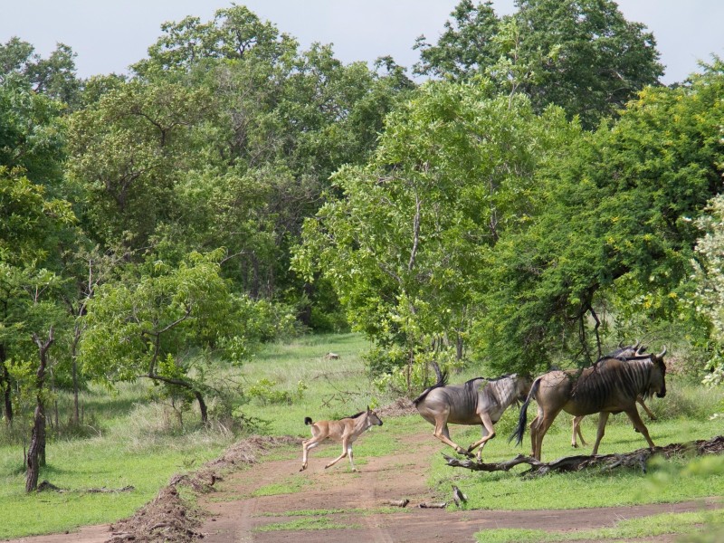 Tanzania - Selous Game Reserve