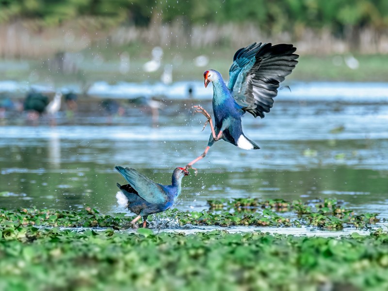 Kampf-Sampoor-Sri Lanka