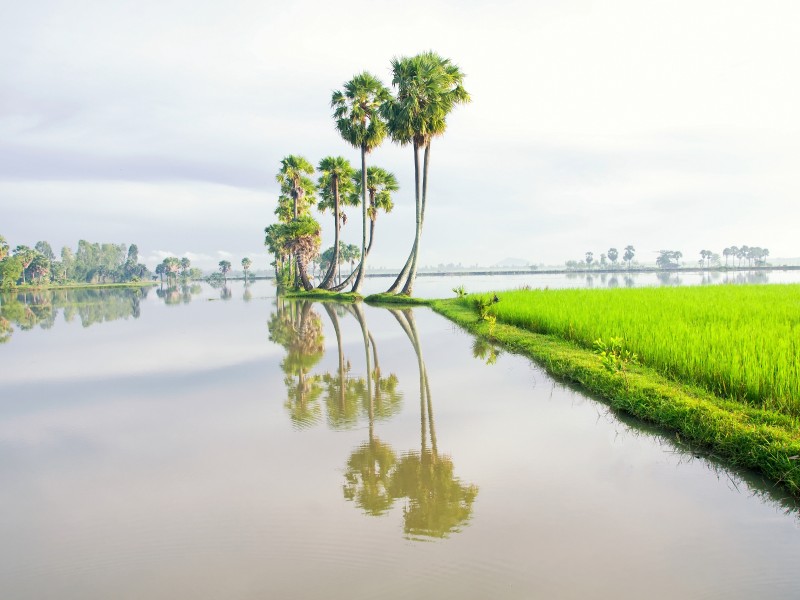Reisfeld-Mekong Delta-Vietnam