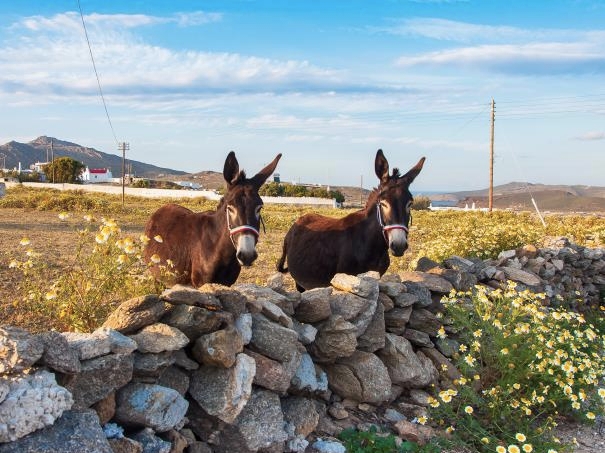 Donkeys