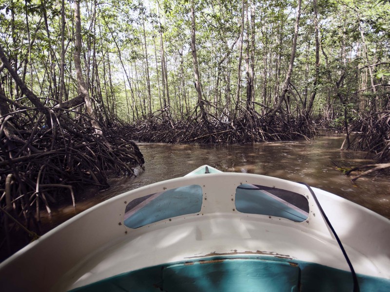 Sierpe - Terraba Feuchtgebiet Mangroven