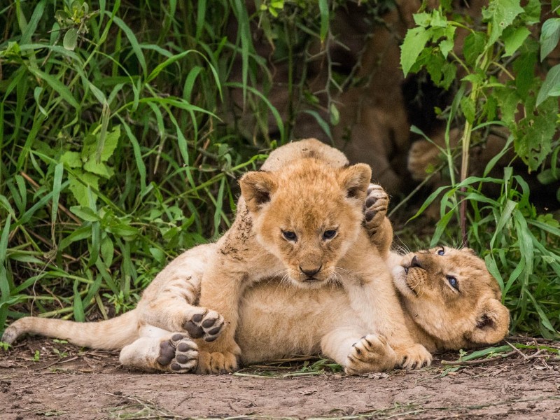 Lion