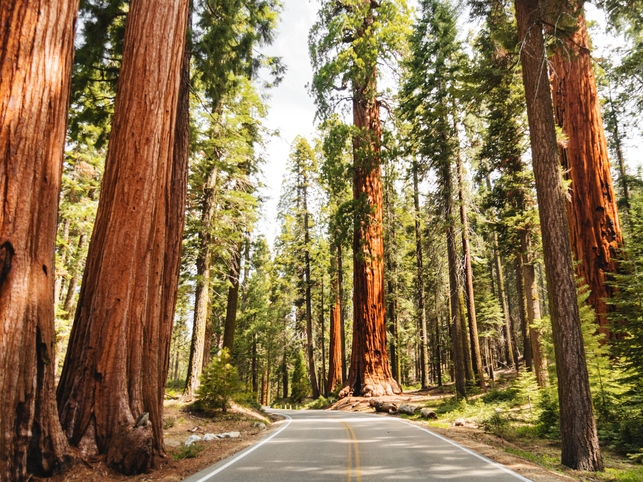 Giant Sequoias - Redwood NP - USA