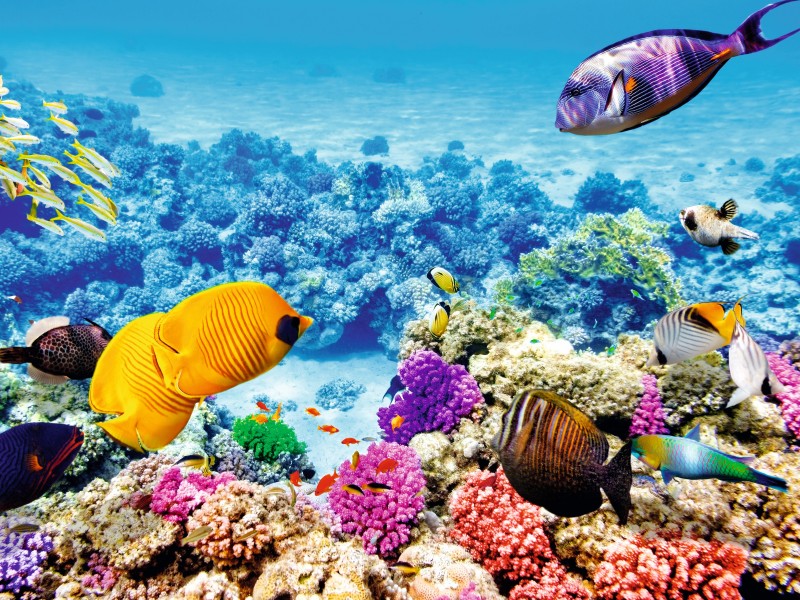 Australia-Great Barrier Reef