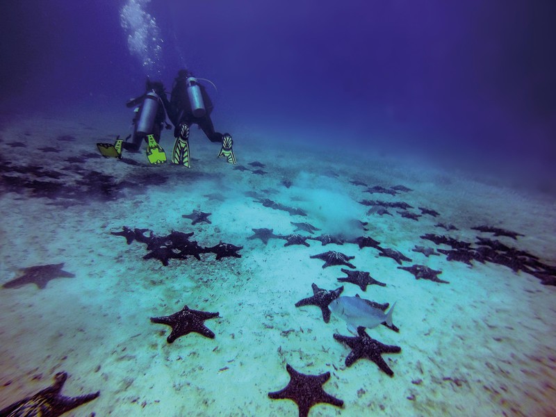 Diving in the Galapagos Islands