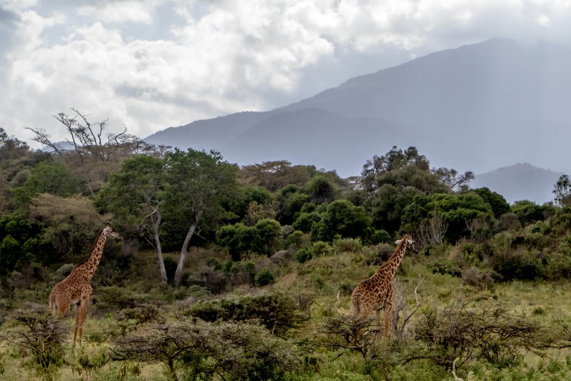 Giraffe im Arusha Nationalpark