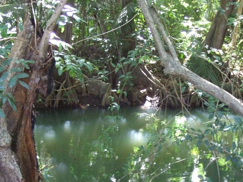 Indian RIver Mangrove