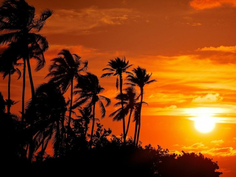 Punta Faro - Palmen und Sonnenuntergang