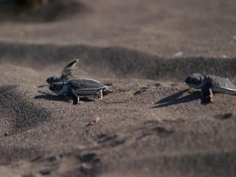 Tortuguero - Babyschildkröten