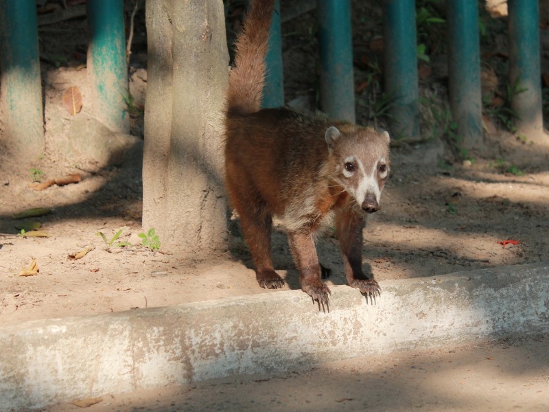 South American Coati