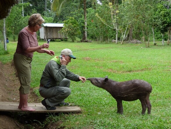 Begegnungen mit einem Tapir
