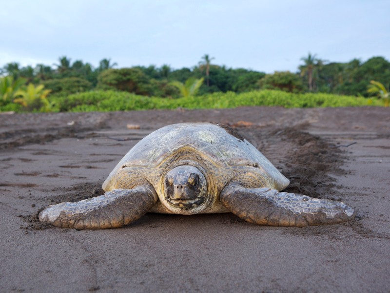 Schildkröte Tortuguero