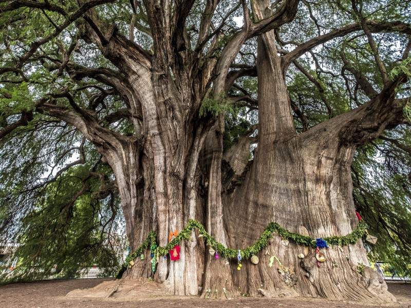 Mexico - Santa Maria del Tule - Tree