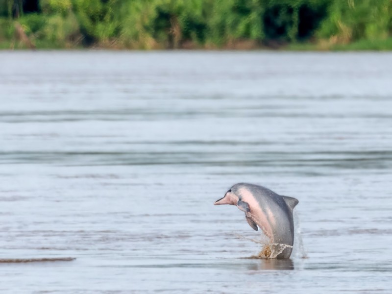 Amazonas - Rosa Flussdelfin