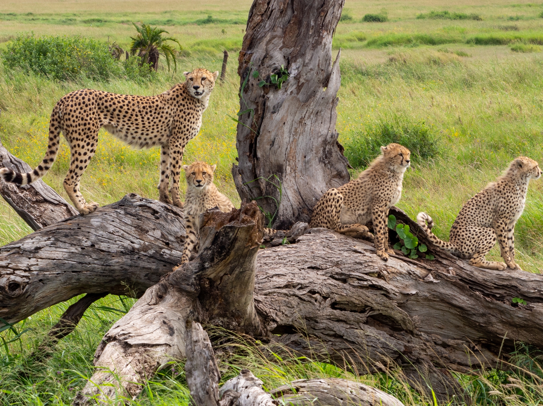 Okavango Delta Geparden Herde