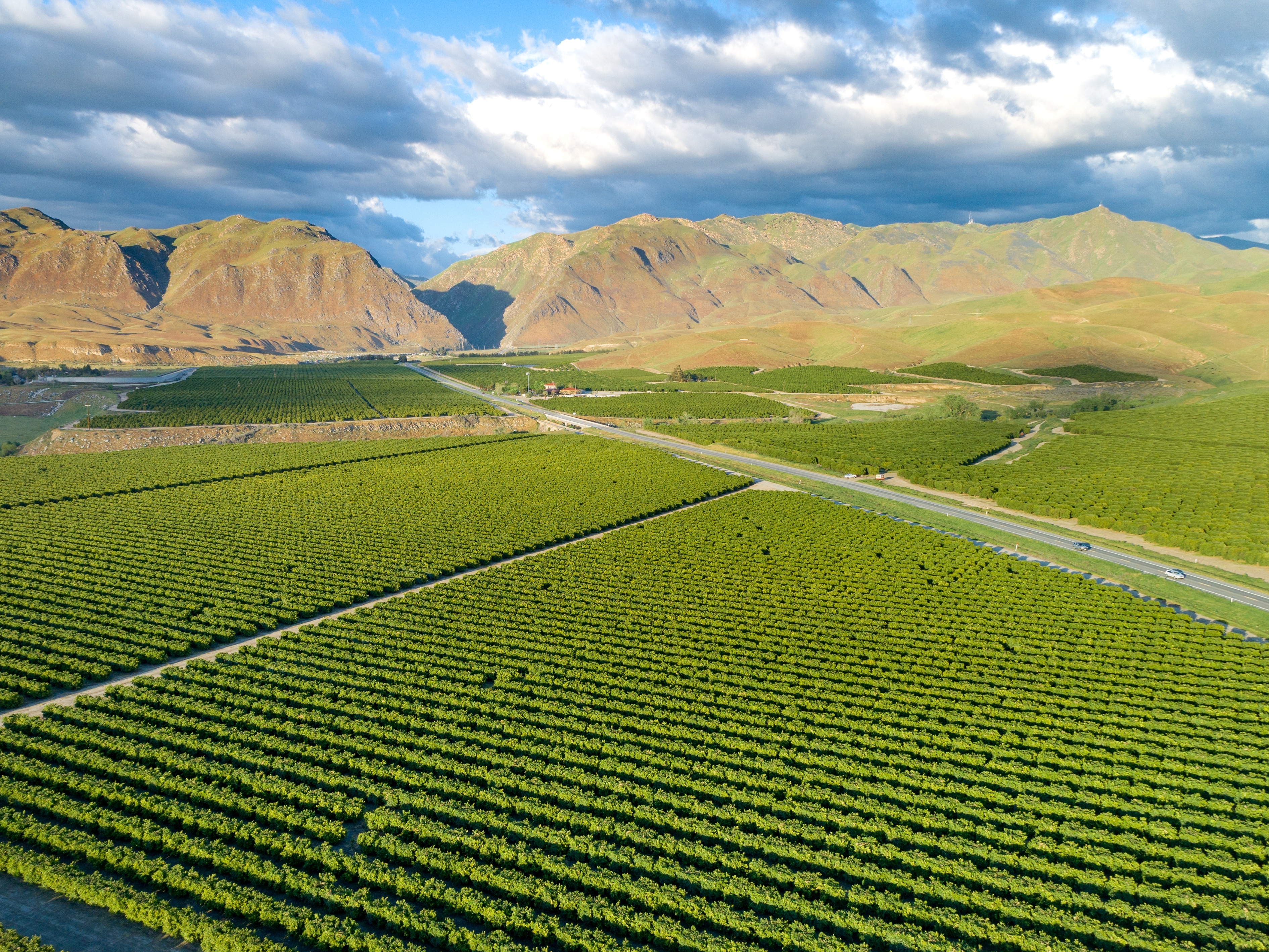 Bakersfield Olivenplantage