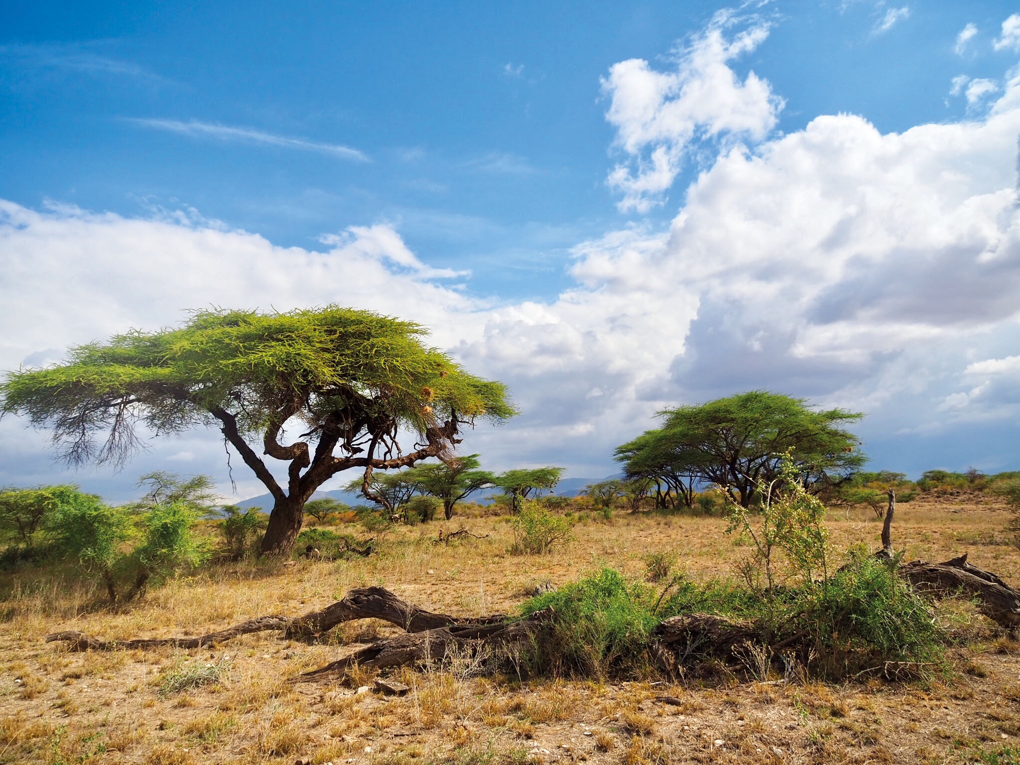 Samburu National Reserve