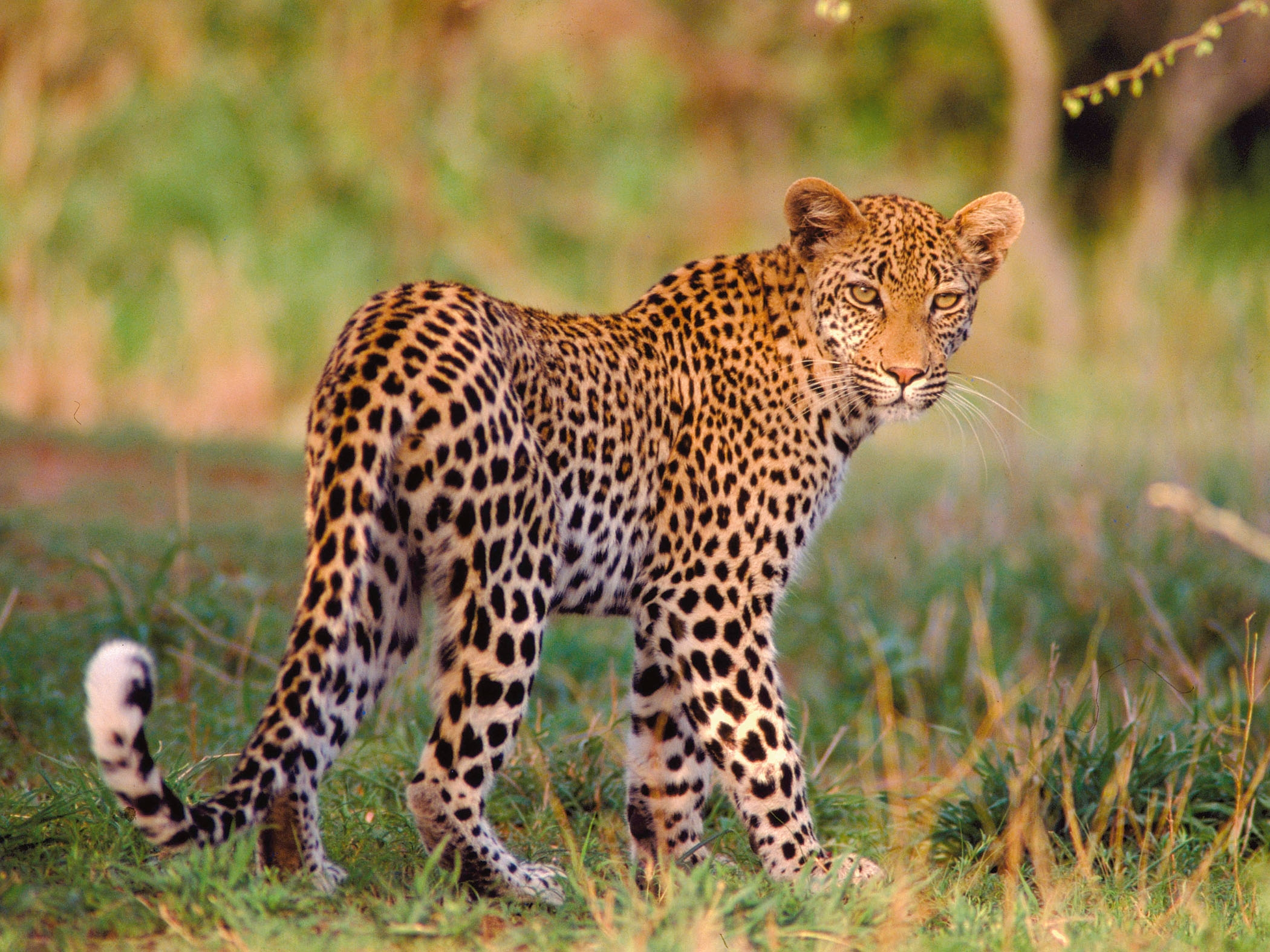 Suedafrika Leopard