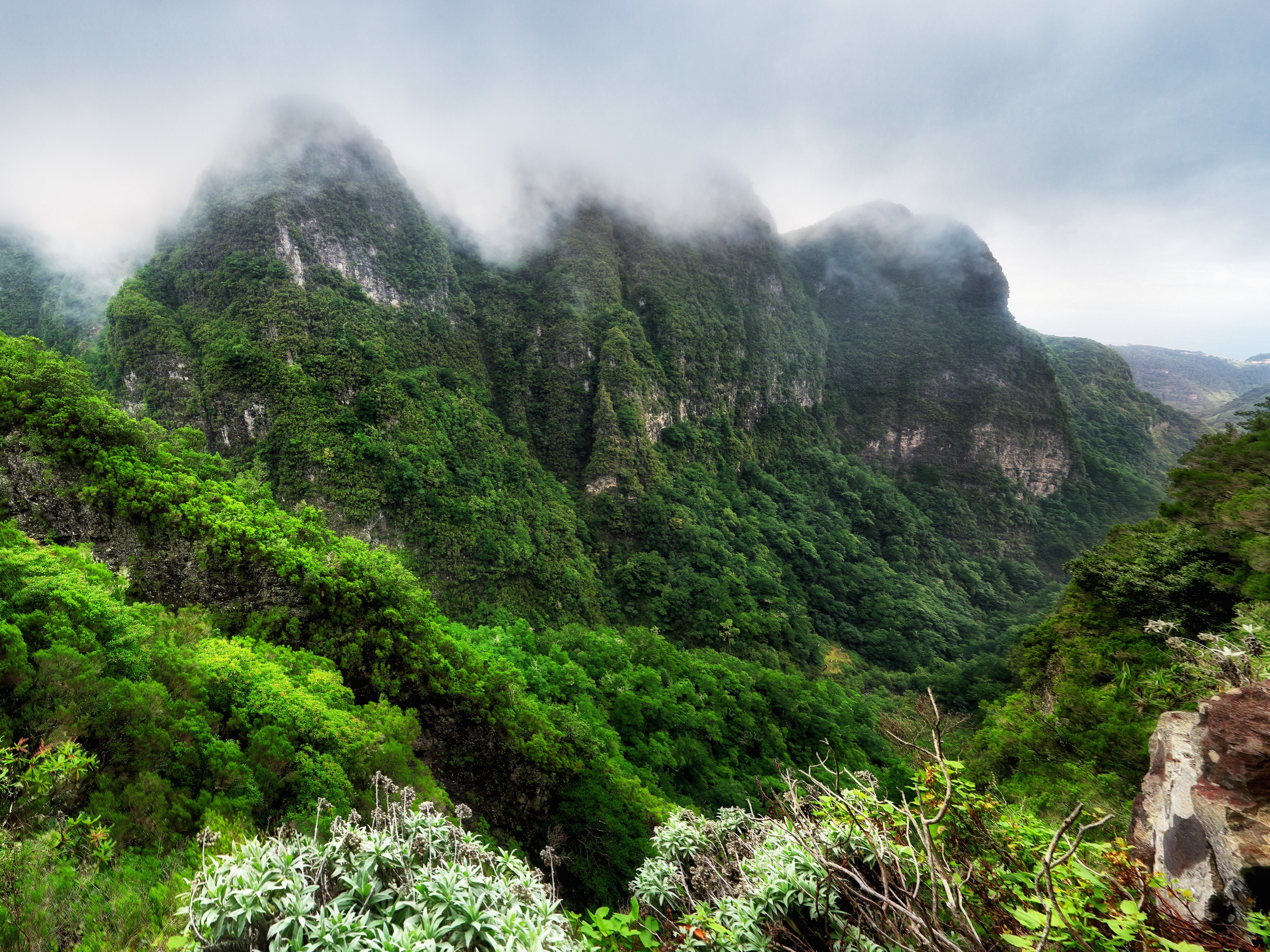 Madeira Queimadas Forest Park