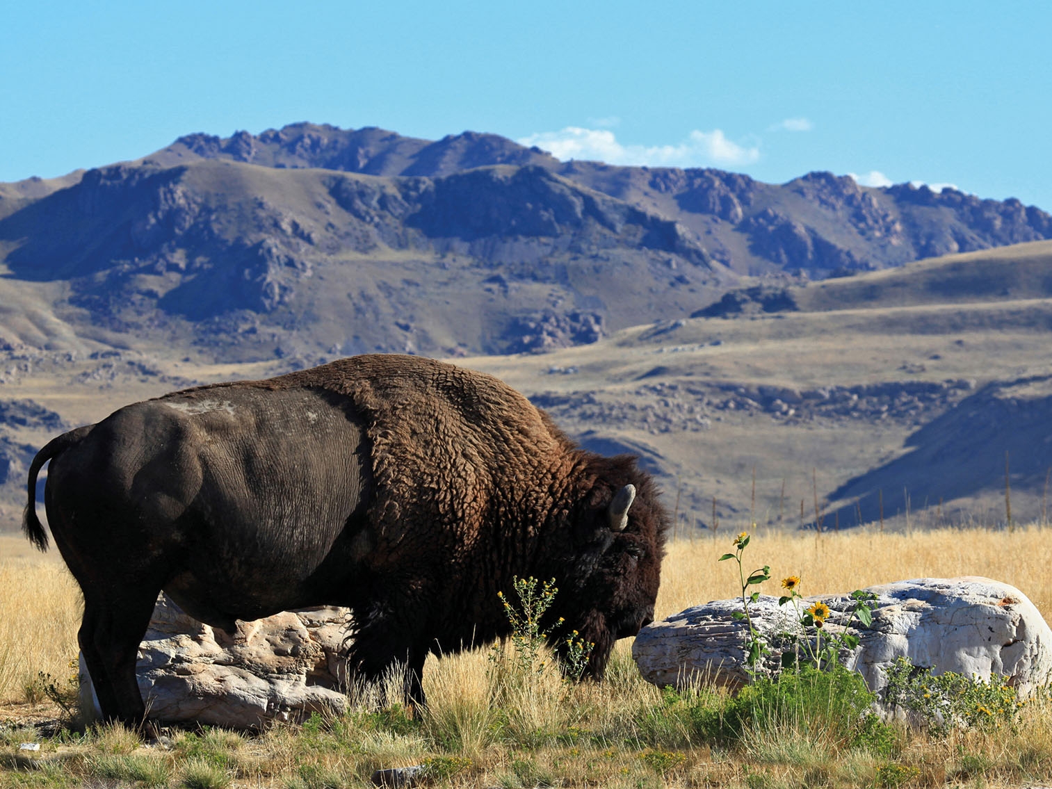 Antelope Island State Park Bison