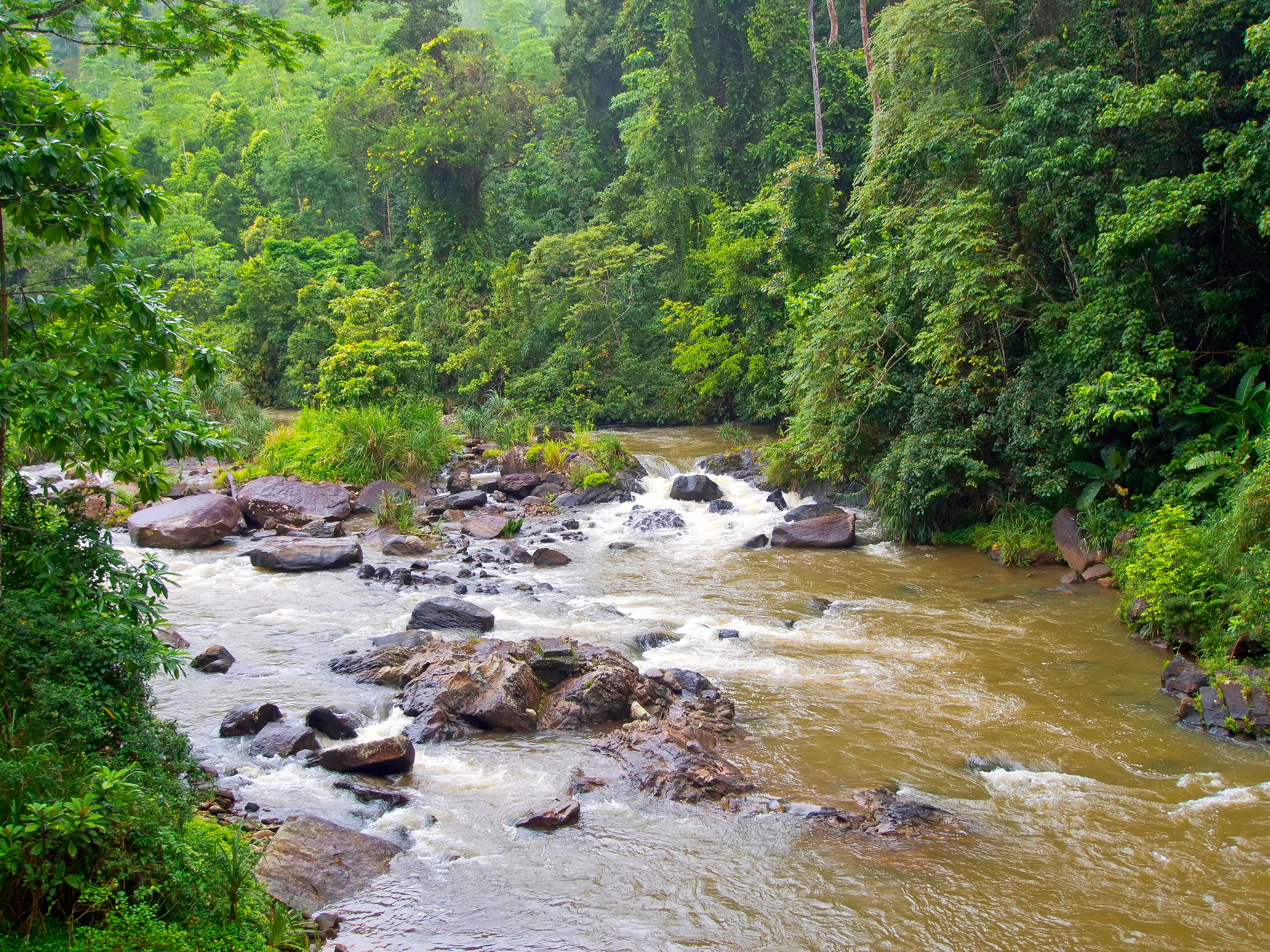 Sinharaja Forest