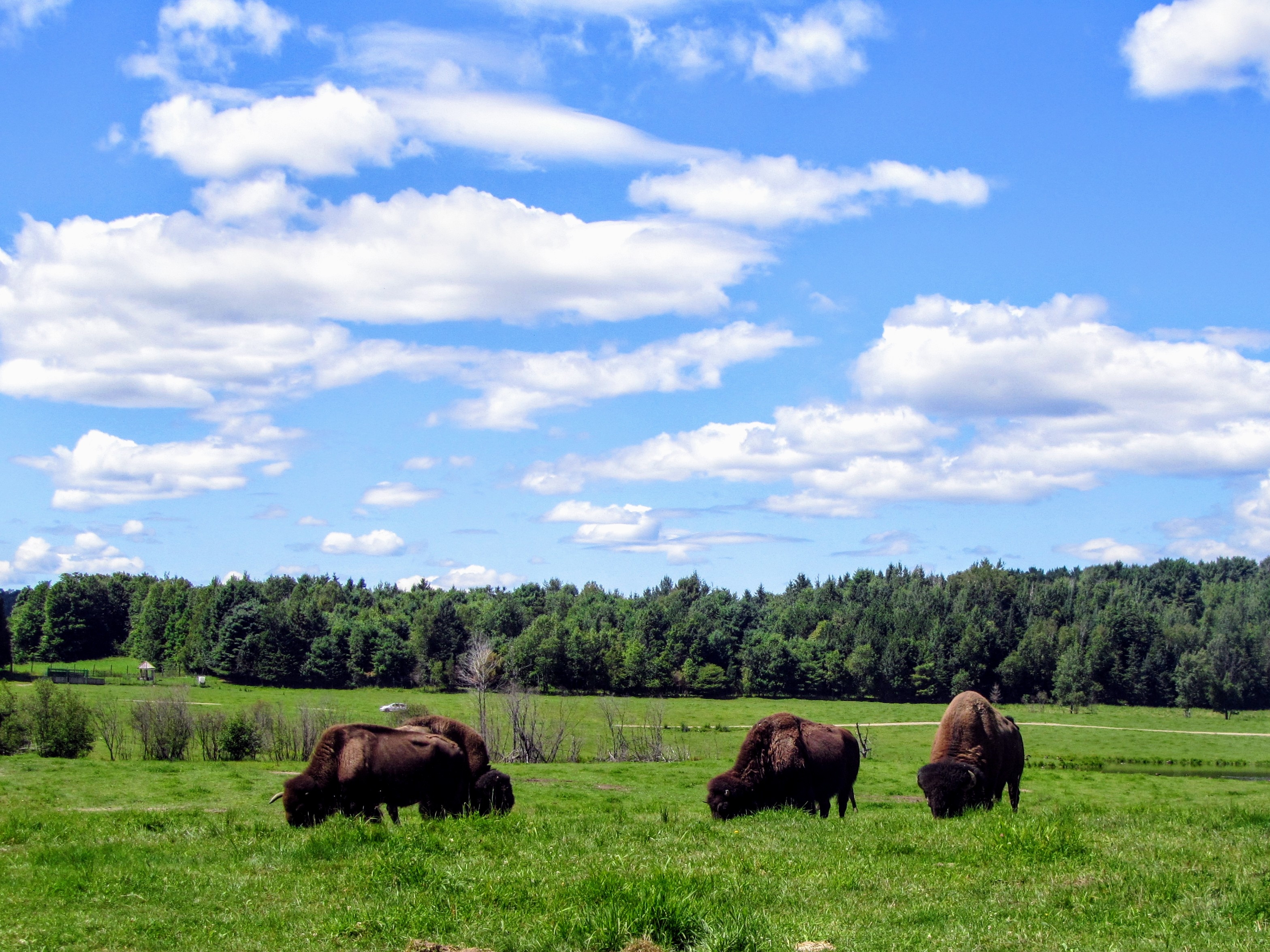 Montebello Omega Park Bueffel