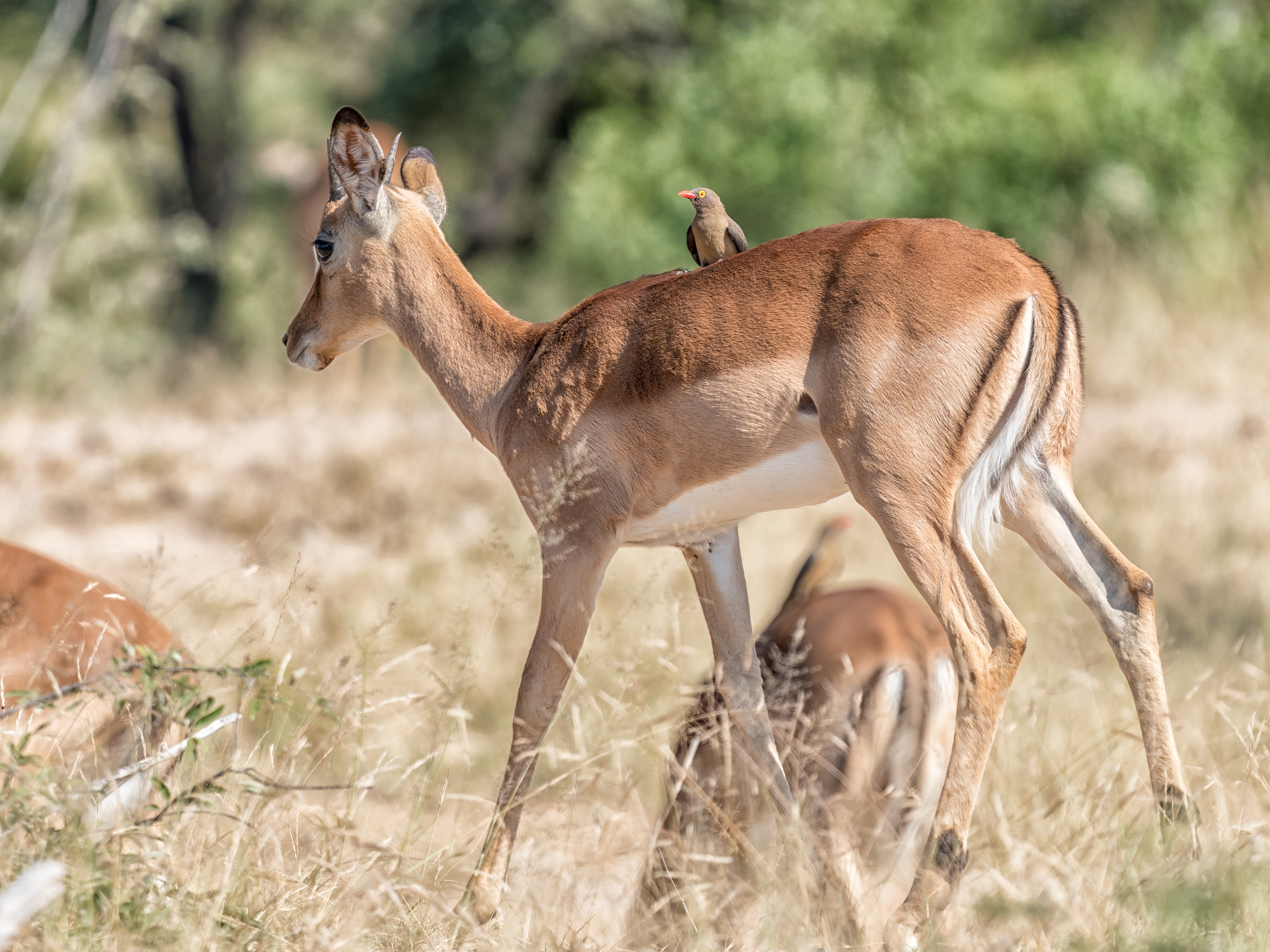 Malelane Antilope