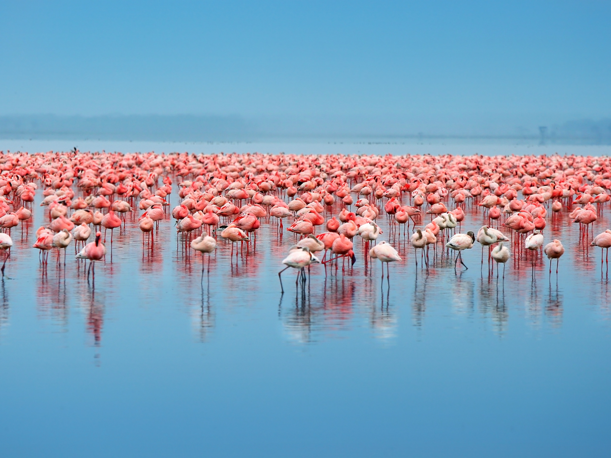 Lake Nakuru Flamingos 