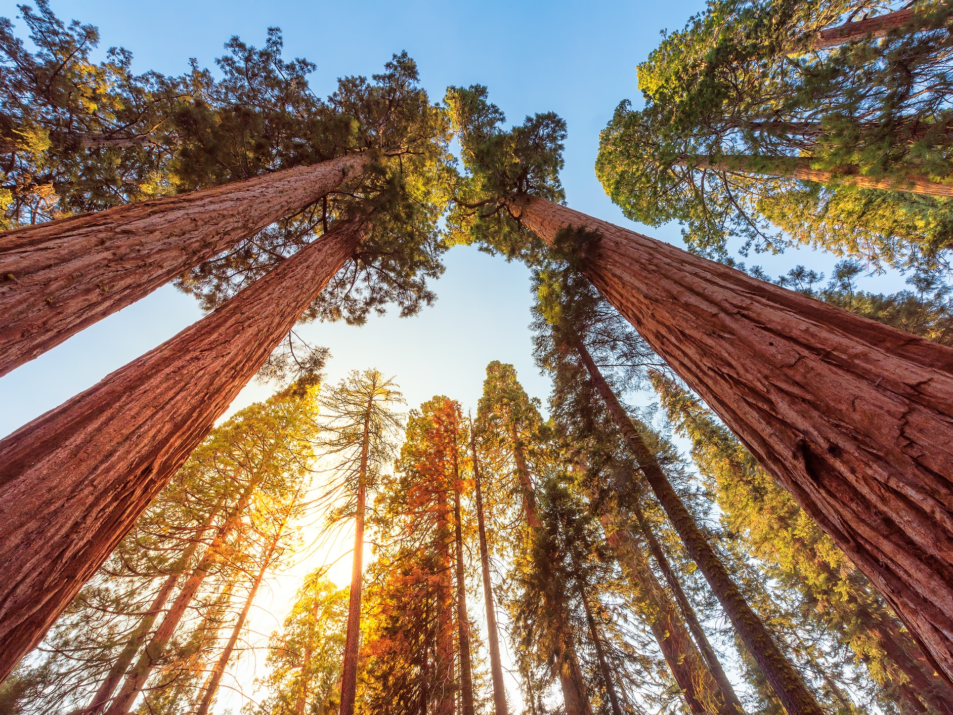 Sequoia Nationalpark