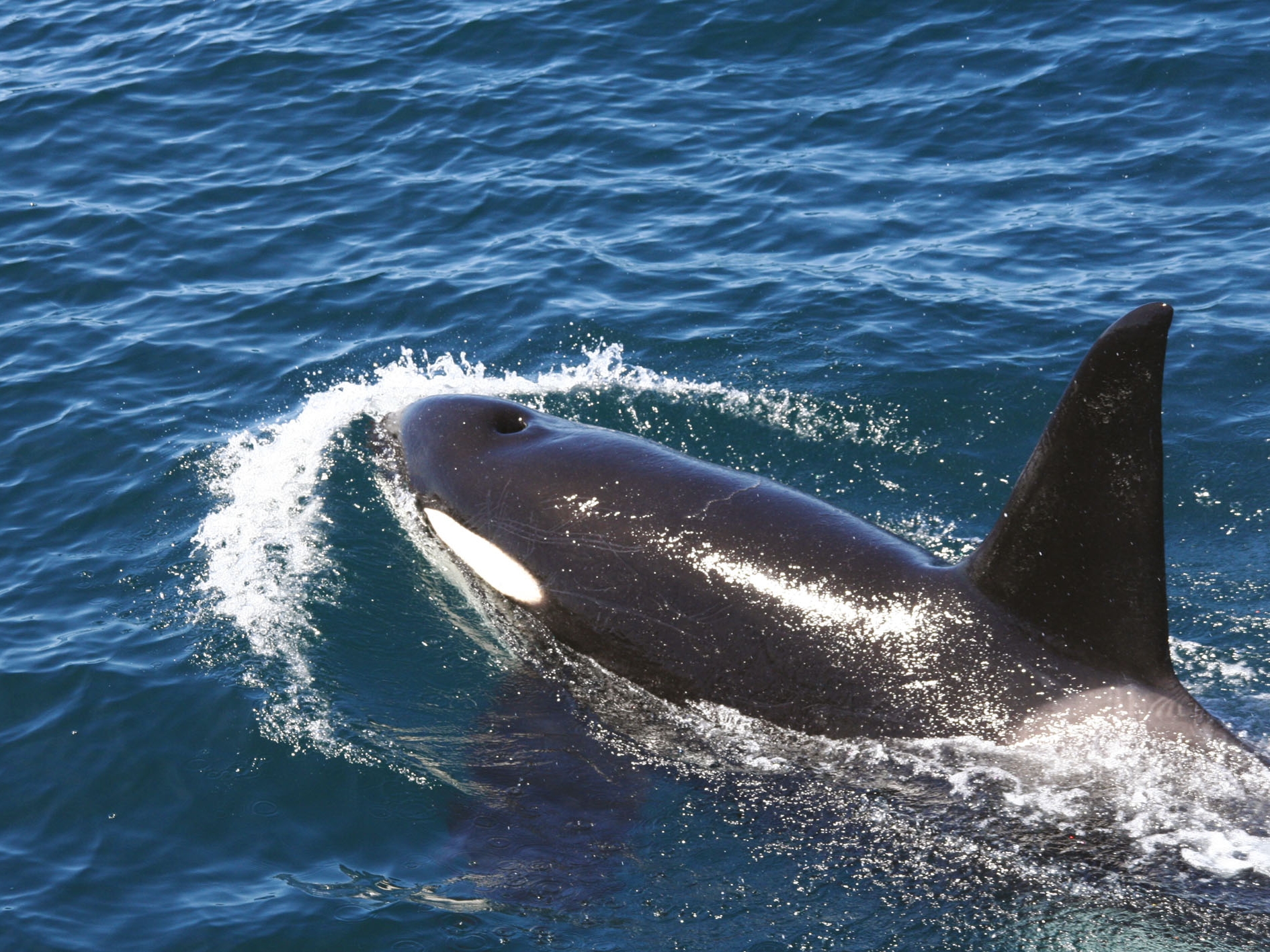 Bay of Islands Orca