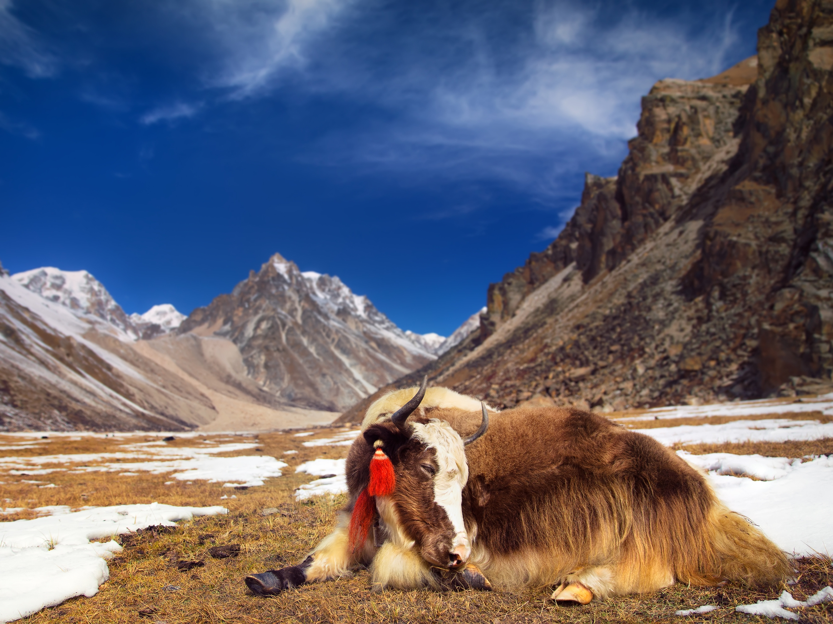 Himalaya Gebirge Yak