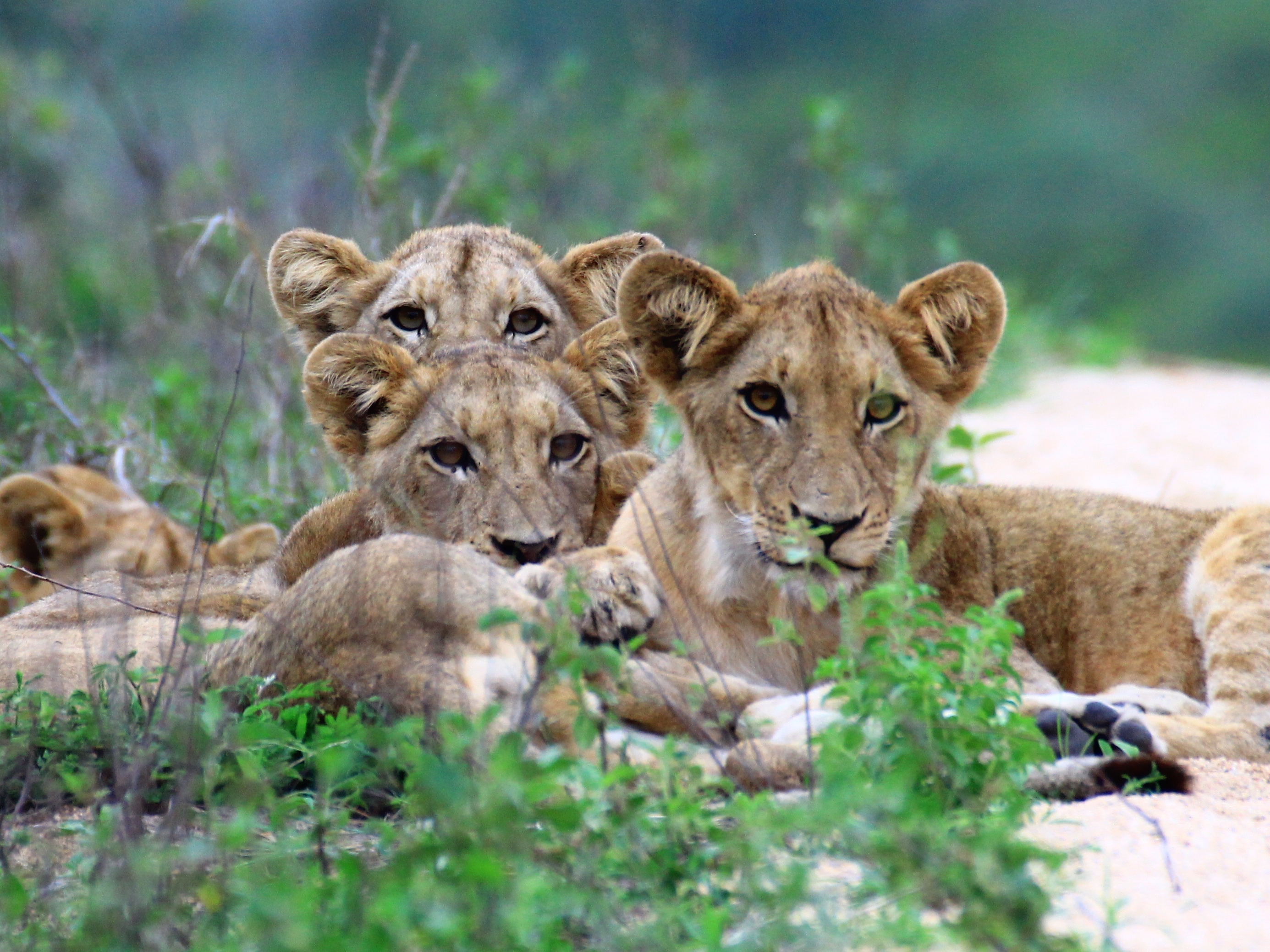 Etosha Nationalpark Loewenbabys