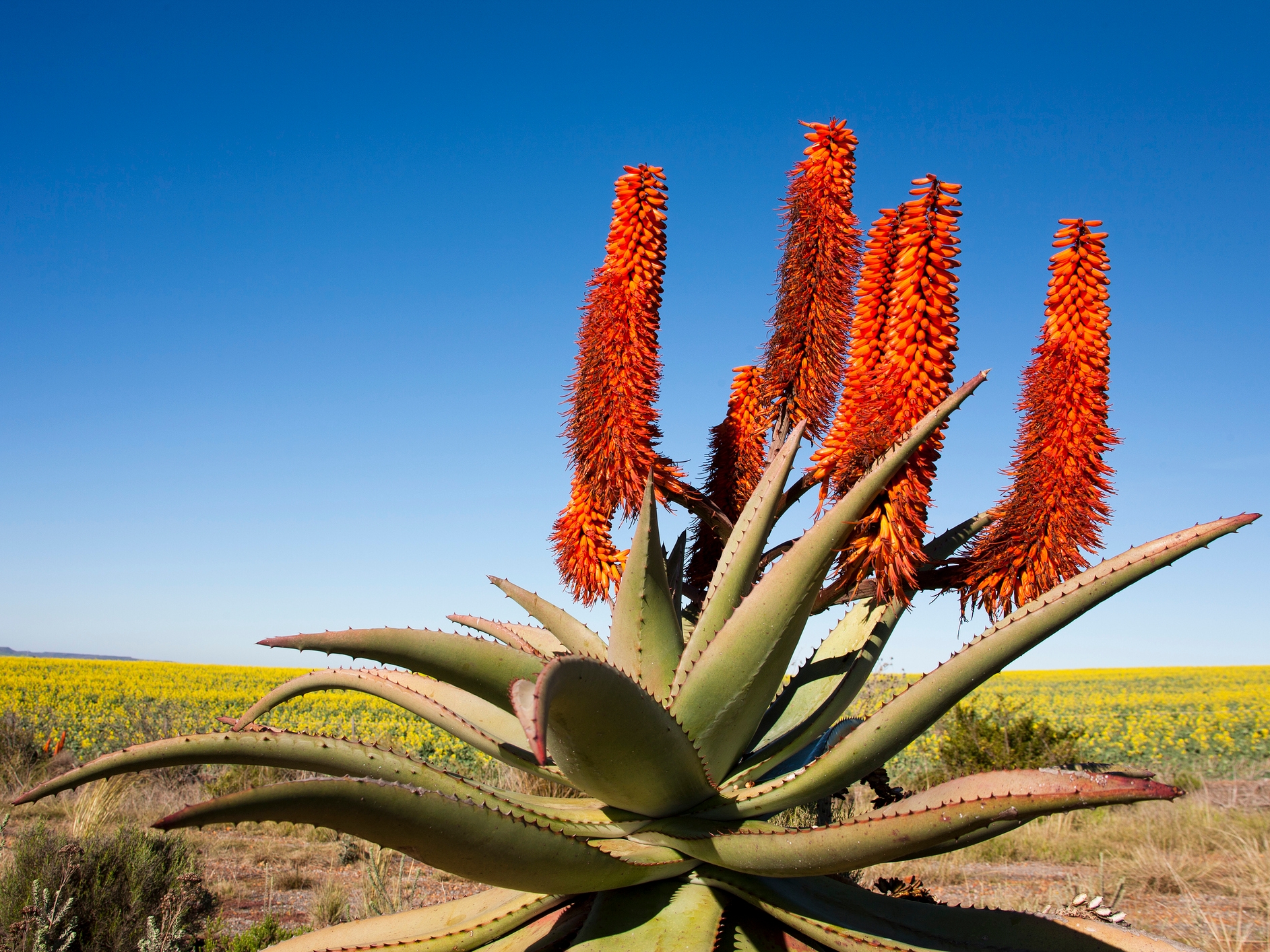 Suedafrika Gartenroute Aloe Ferox