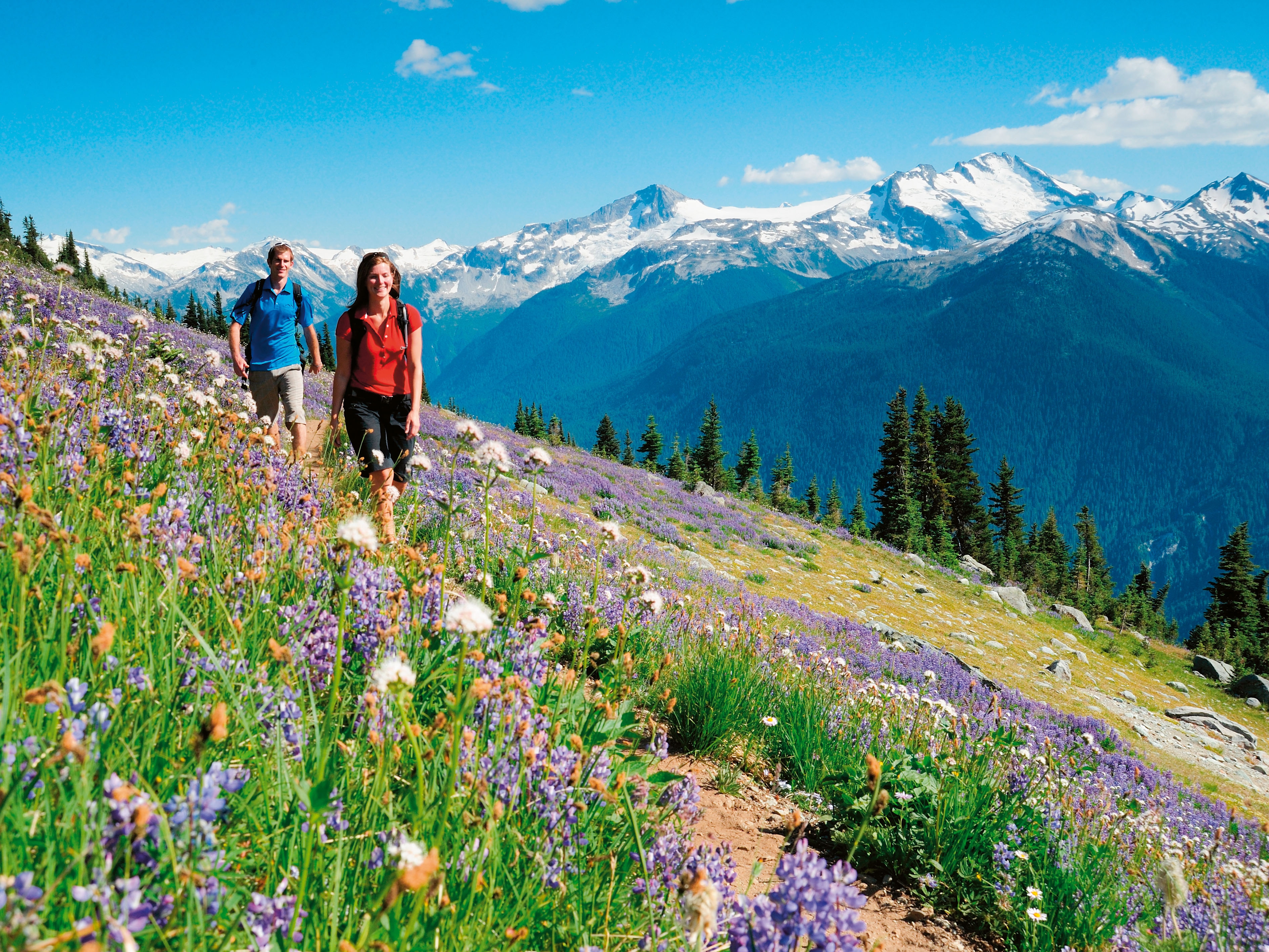 Whistler Mountain High Note Trail