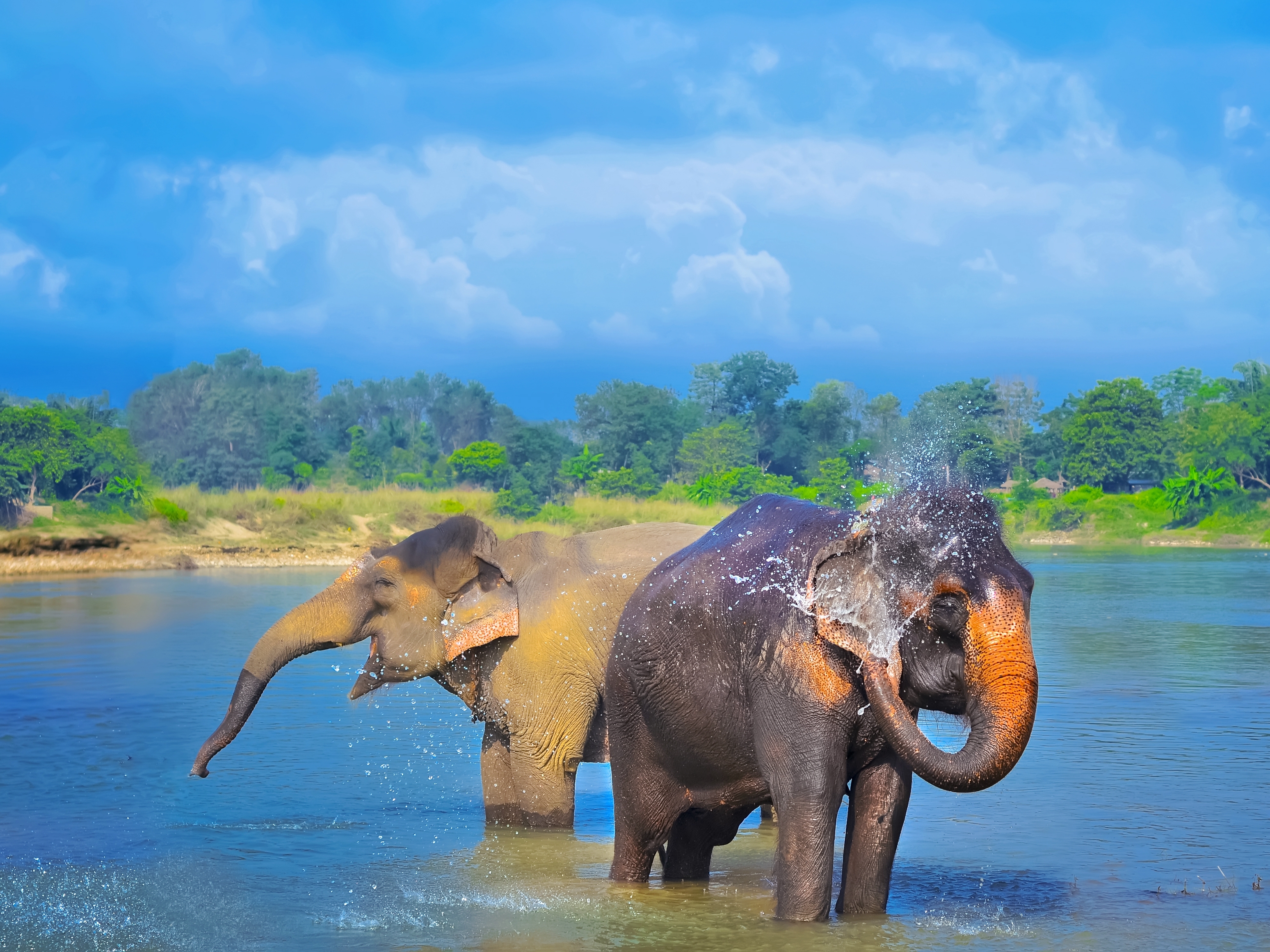 Chitwan Nationalpark Elefanten 