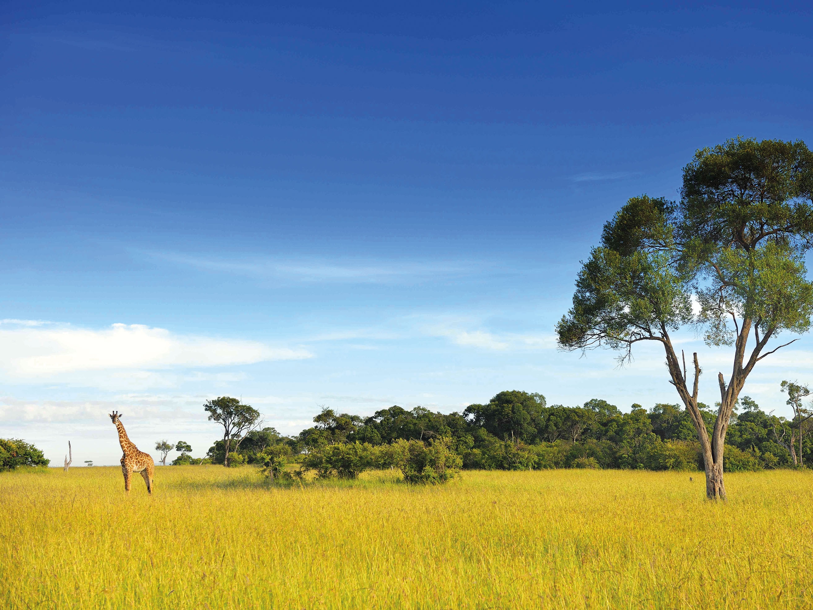 Maasai Mara Giraffe