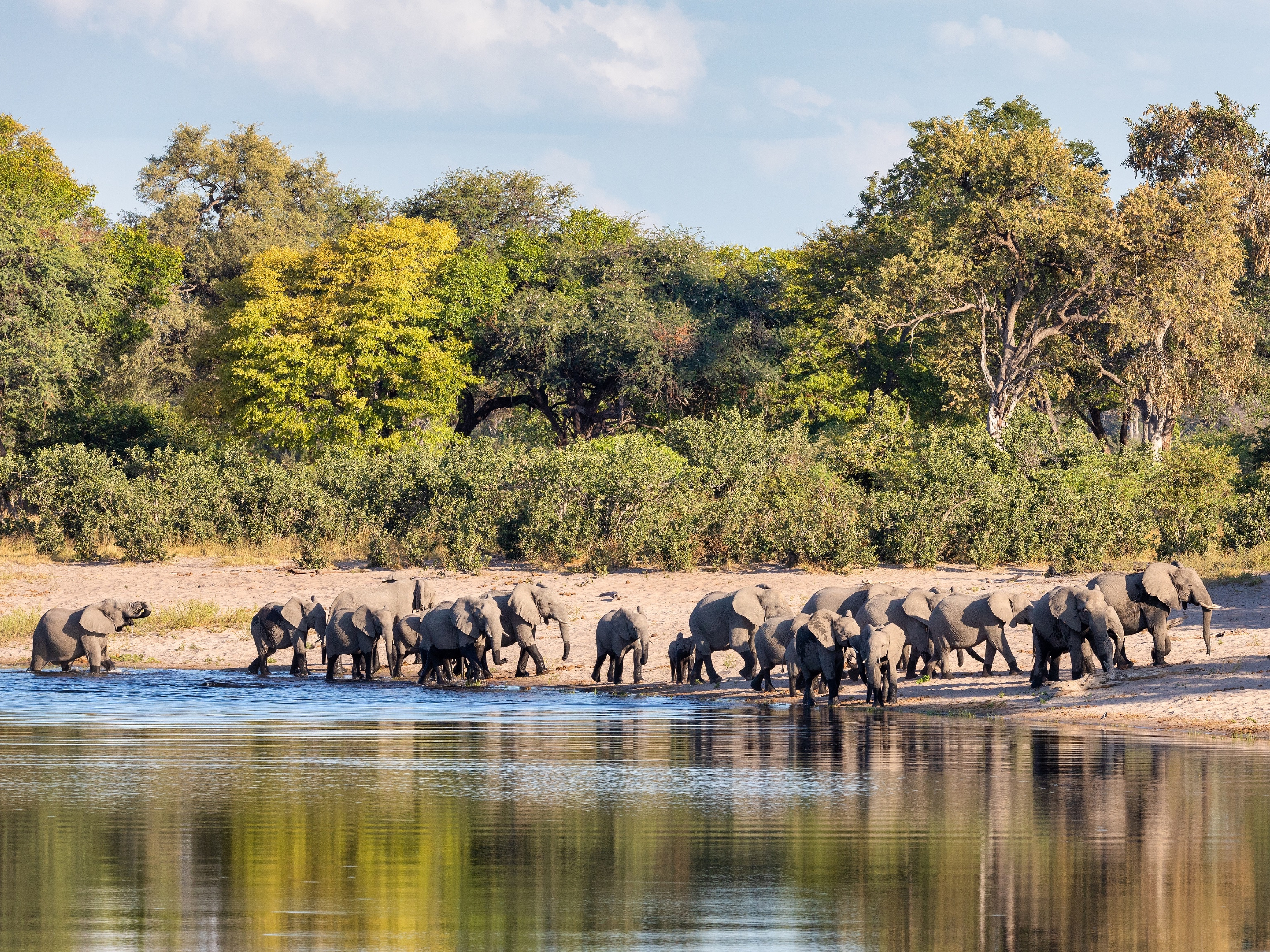 Bwabwata Nationalpark Elefantenherde