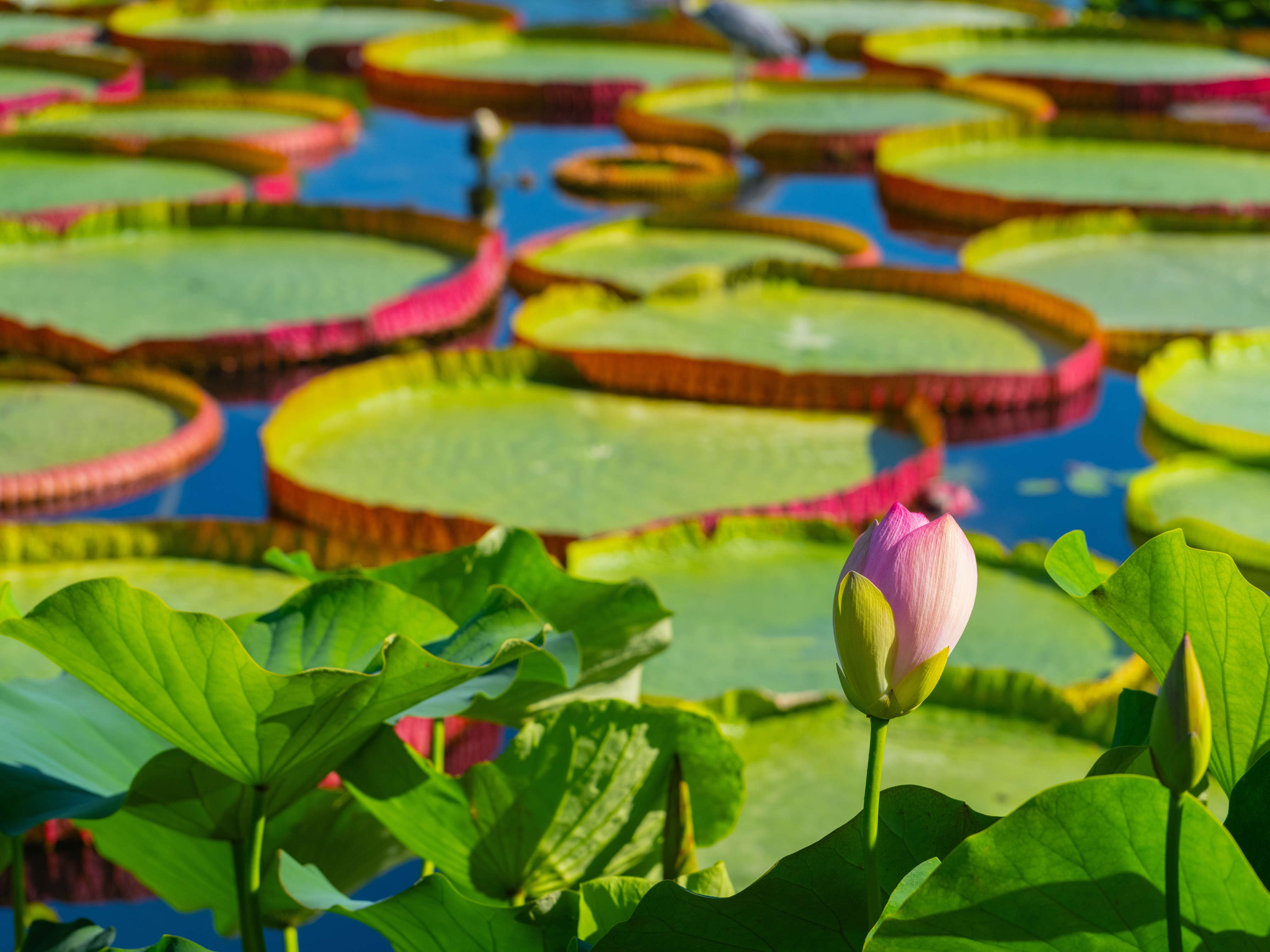 Amazonas Seerosen