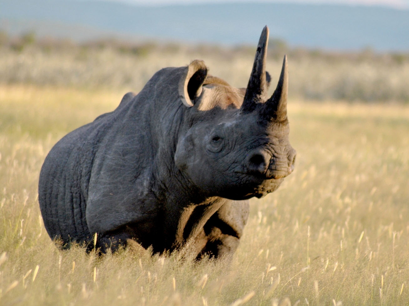 Etosha Nationalpark Nashorn
