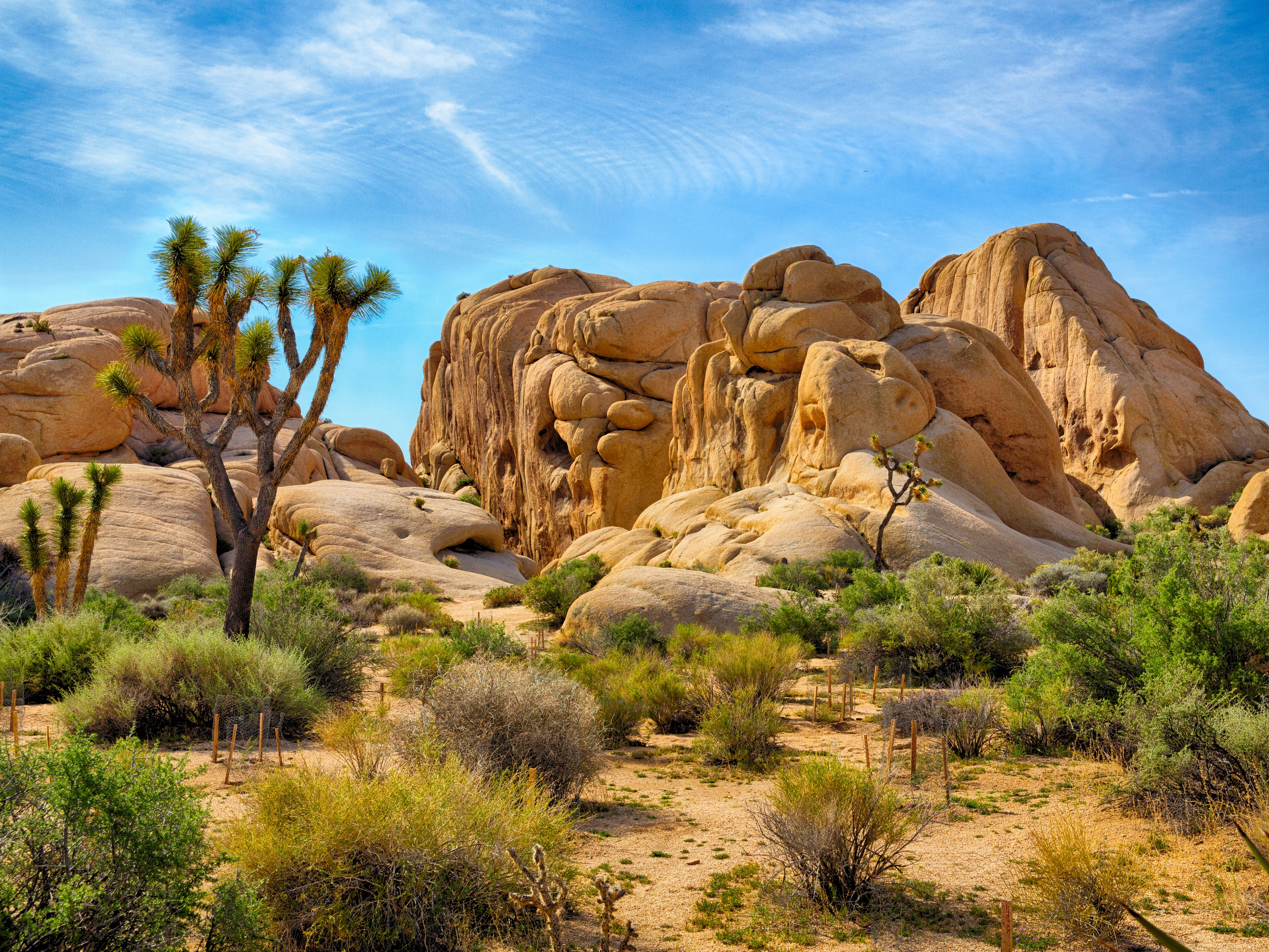 Joshua Tree Nationalpark