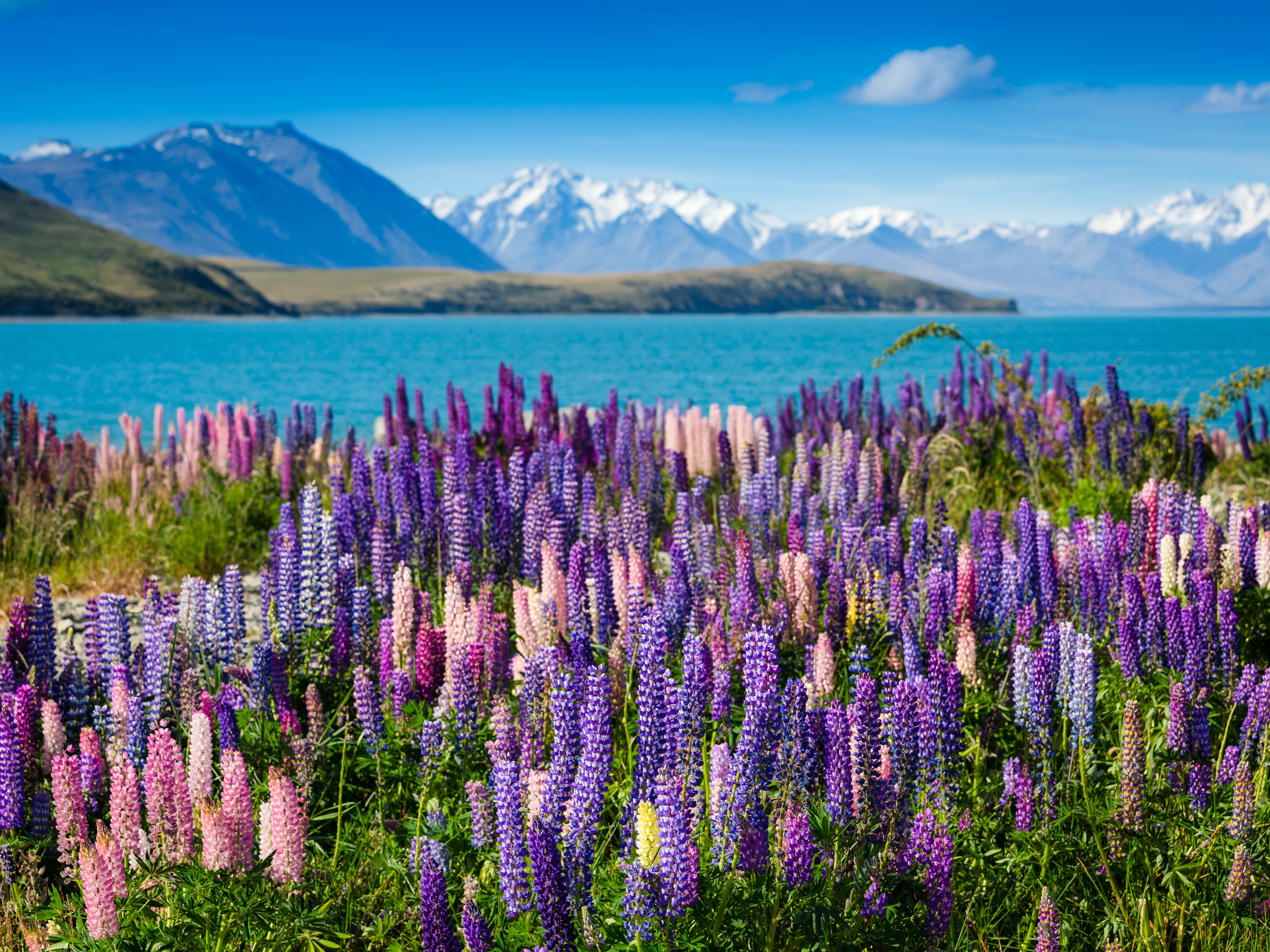 Lake Tekapo Lupinen