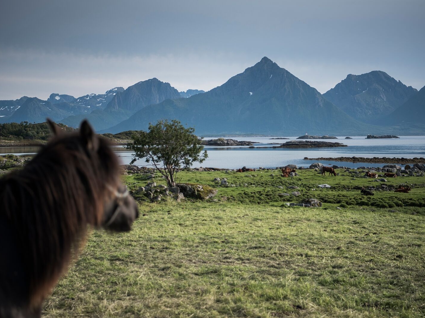 Vesteralen Pferd